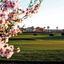 Golf Course