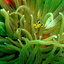 Diving Diving