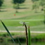 Libella and the 6th Green Libella and the 6th Green