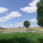 yellow tee, hole 7
