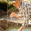 Brunnen Brunnen