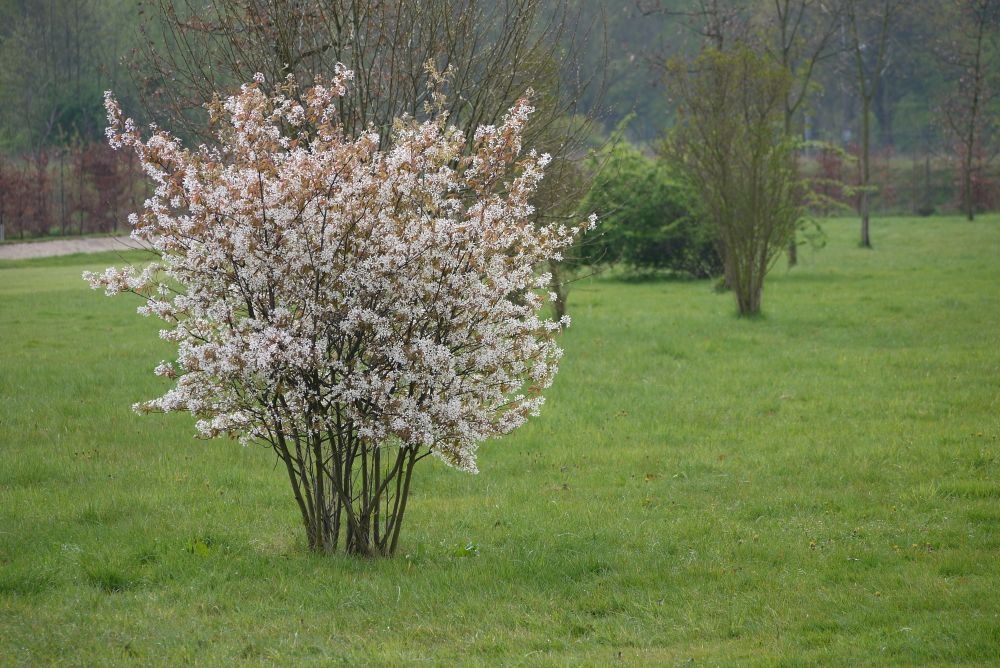 Bahn zwei im Frühling