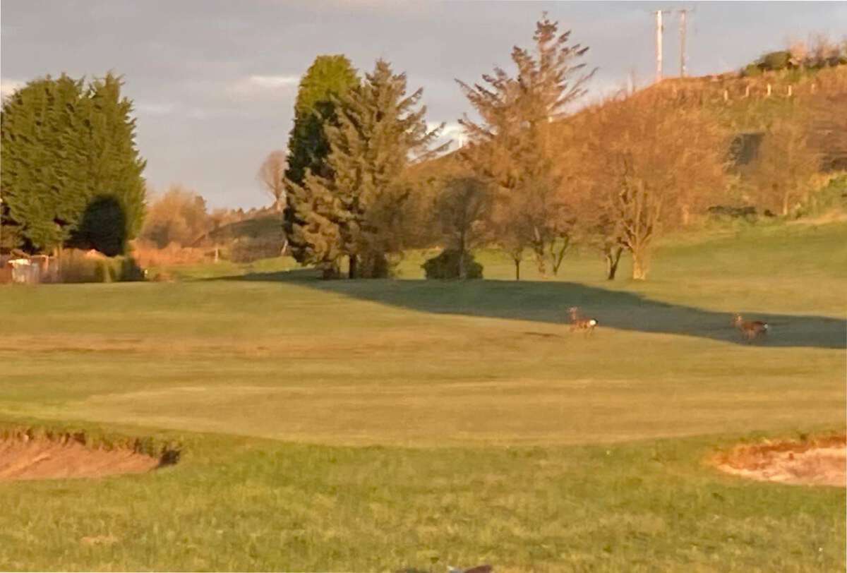 Leslie Golf Club