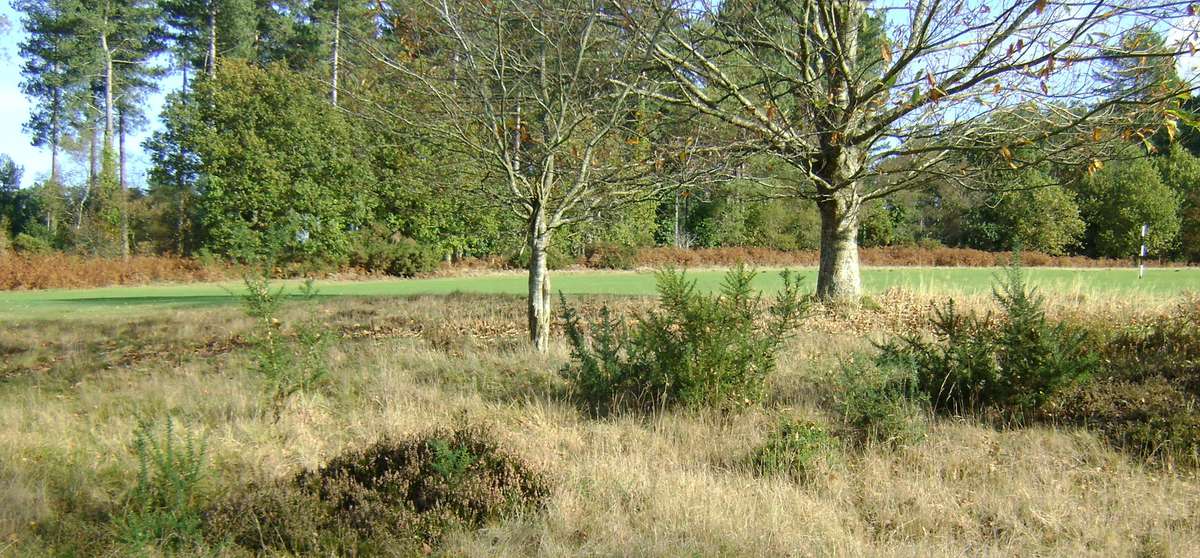 Moors Valley Golf Course