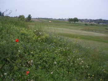 Öko-Golf-Neusiedler Csarda