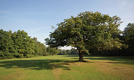 Wimbledon Common Golf Club