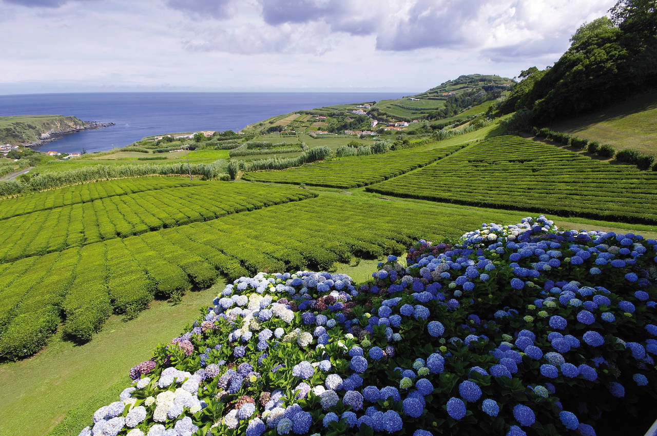 Vacanze golf in Azzorre (Tea plantation in Sao Miguel)