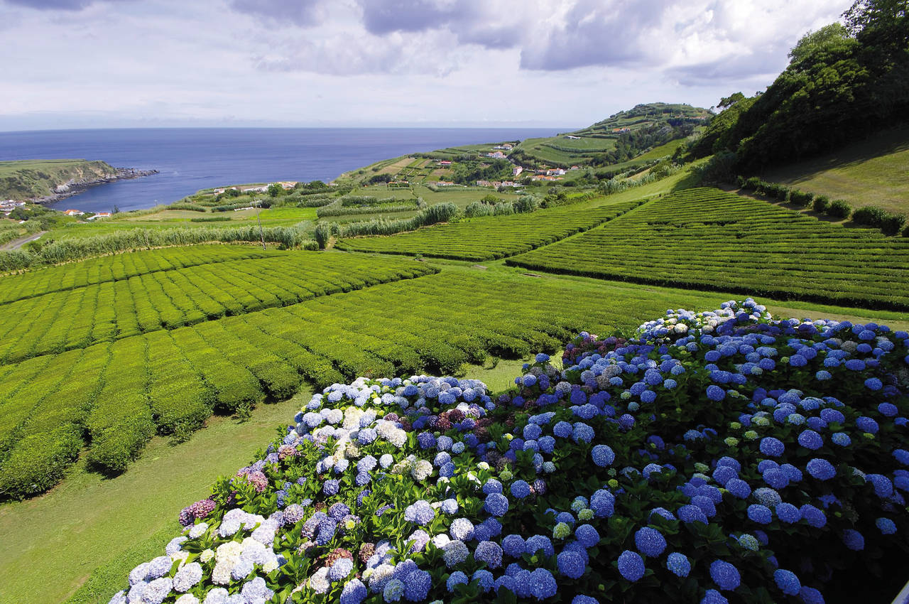 Golfurlaub auf den Azoren (Teeplantage auf Sao Miguel)