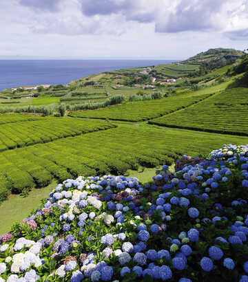 Azores