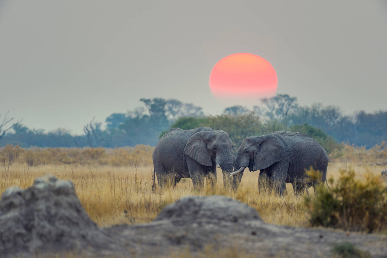 Vacanze golf in Botswana (Two elephants with sunset)
