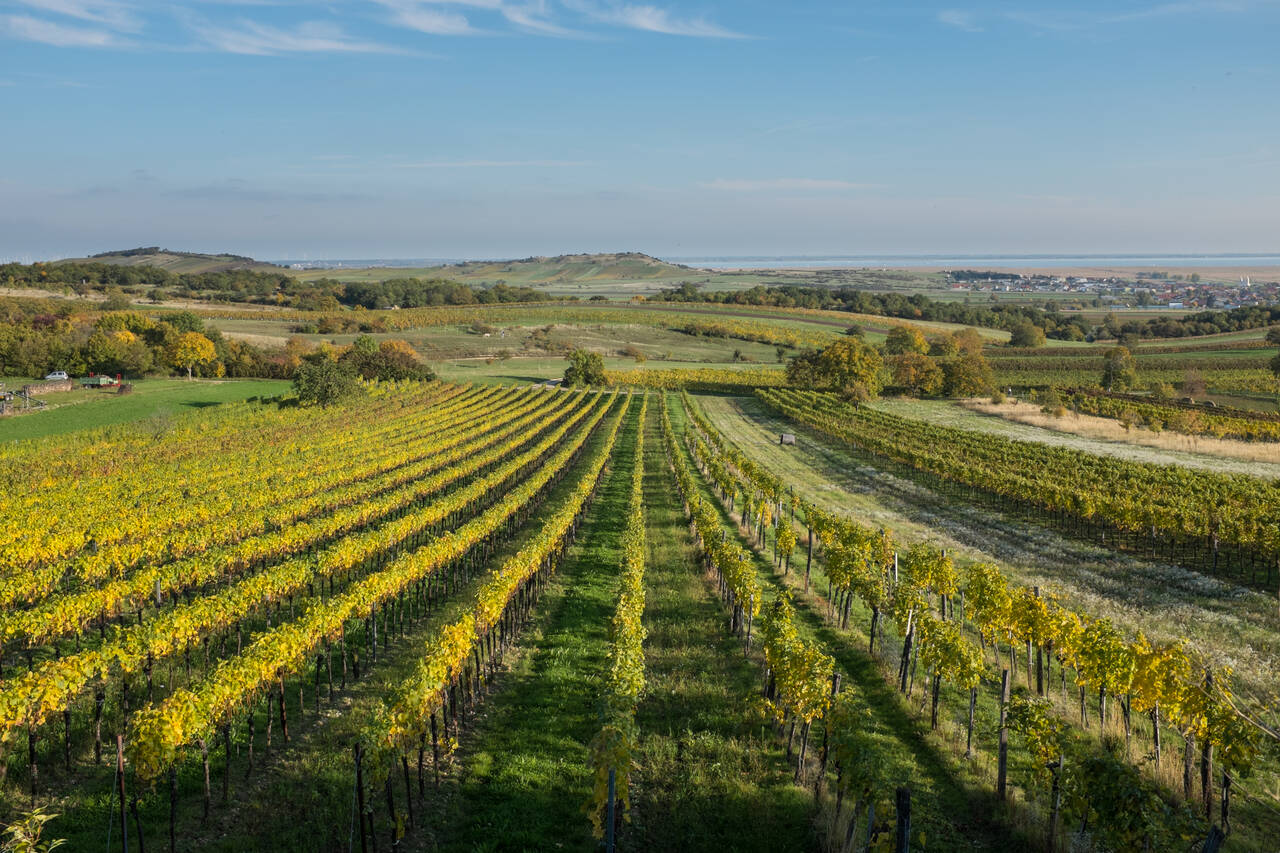 Golfurlaub im Burgenland (Weinberge im Burgenland)