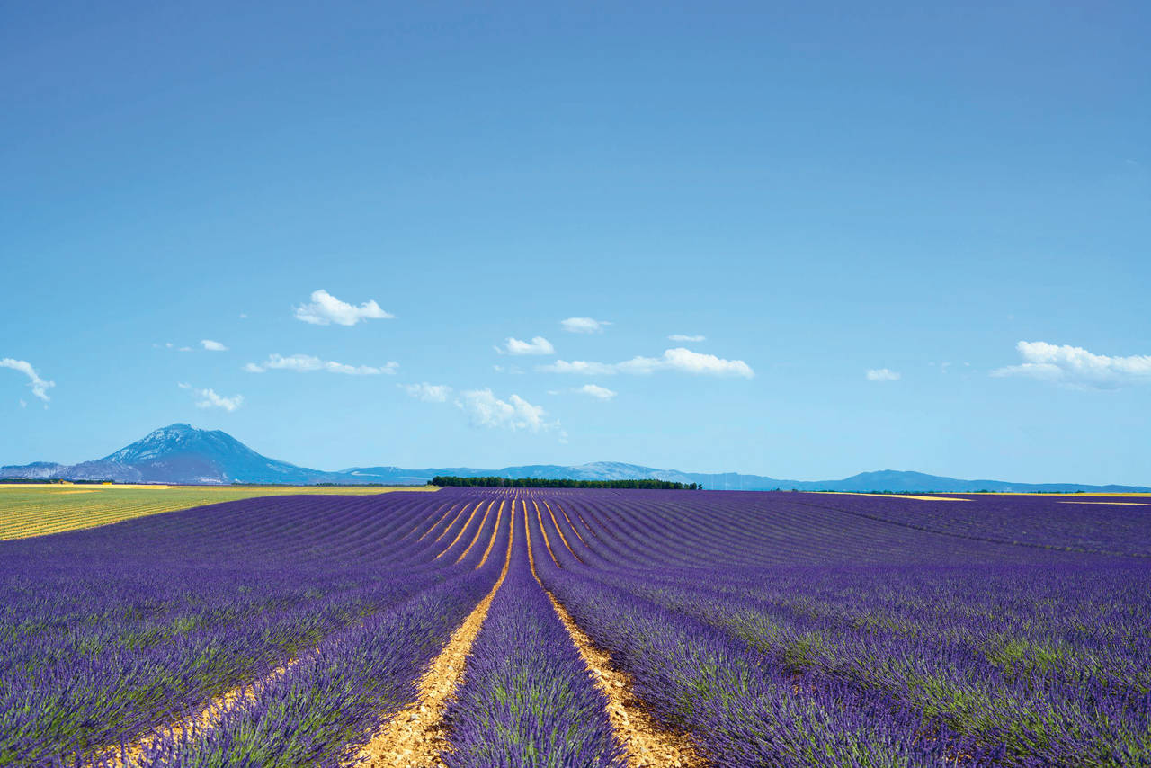 Golfurlaub in Frankreich (Lavendelfelder in der Provence)