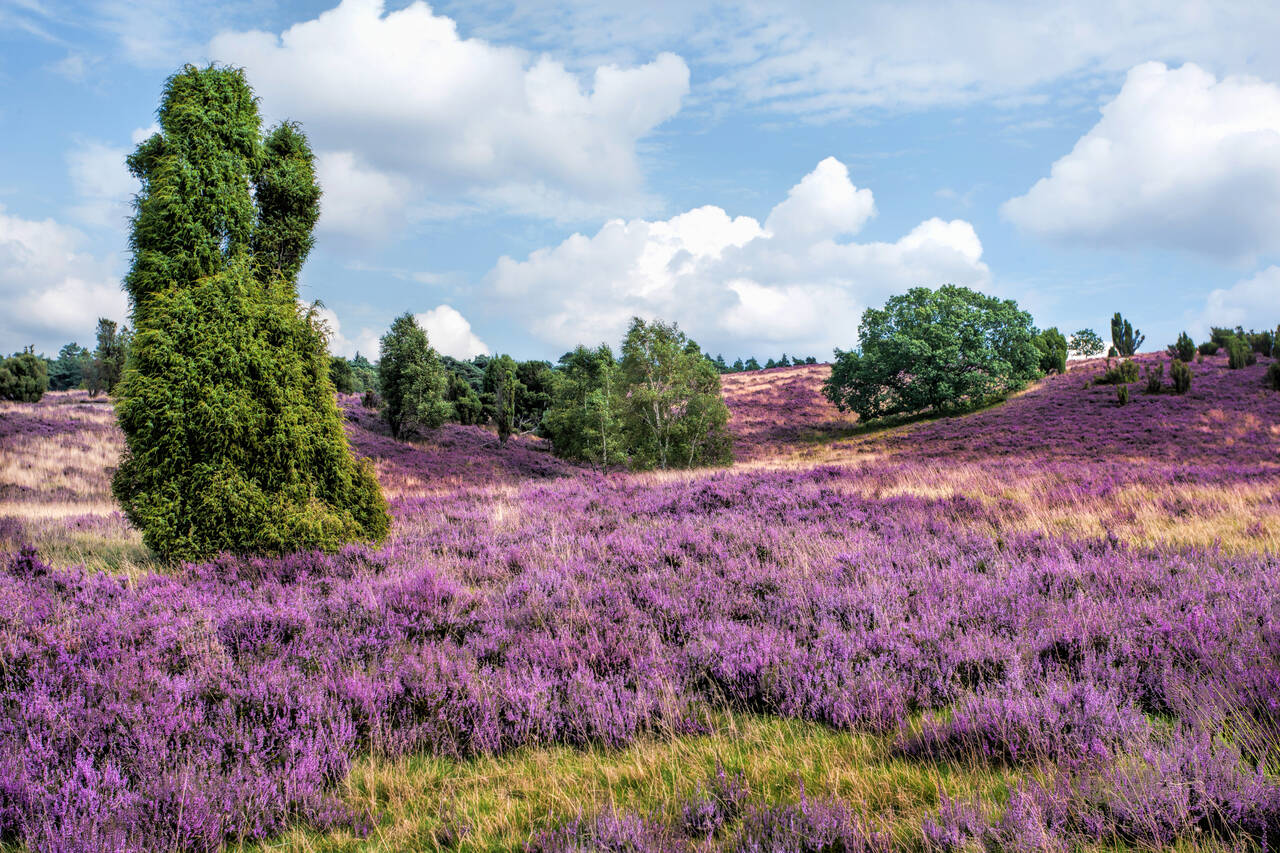 Golf Holidays in Lower Saxony and Bremen (Lüneburg Heath)