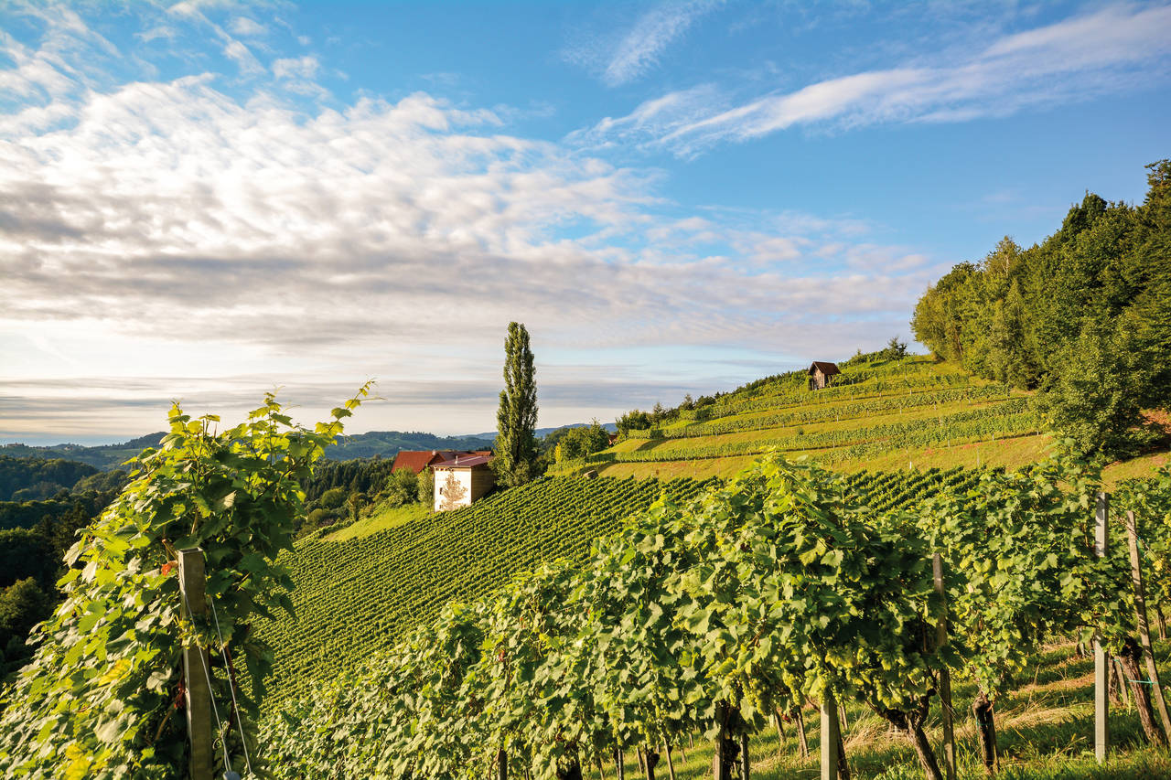 Golfurlaub in der Steiermark (Weinberge entlang der südsteirischen Weinstraße)