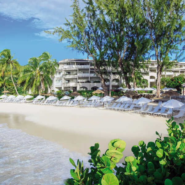 Bougainvillea Barbados